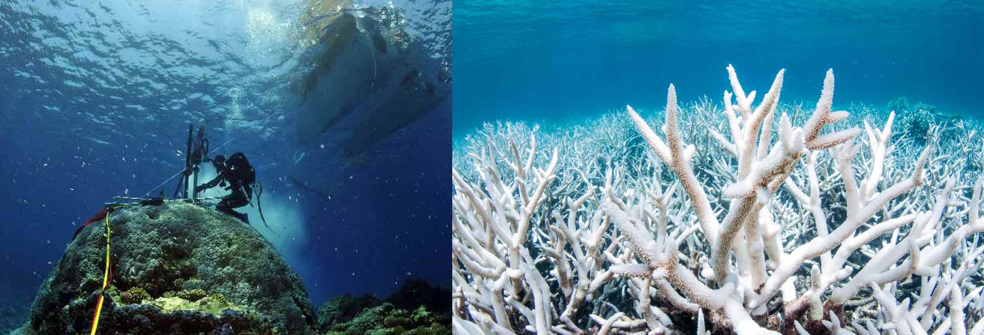 добування коралу